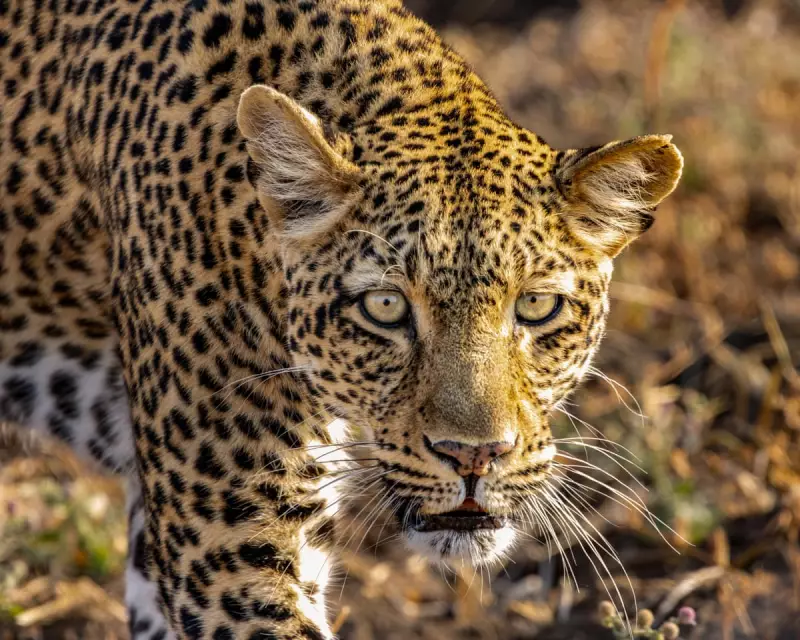 Kingdom Review: Attenborough's Epic Nature Drama Bumped for Strictly