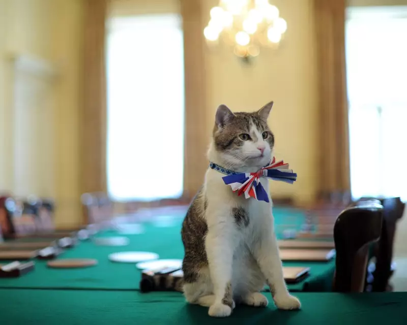 Larry the Cat: From Stray to Downing Street's Longest Resident