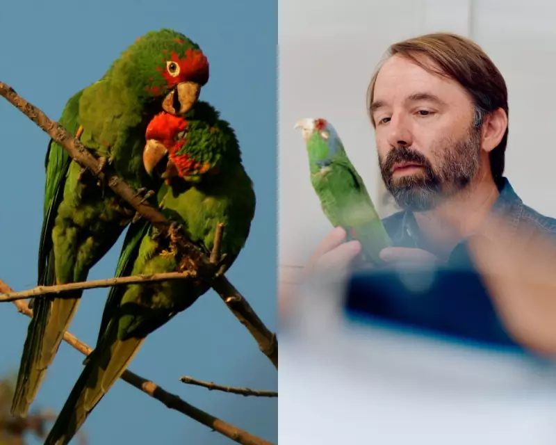 LA's Wild Parrots: From Escaped Pets to Urban Conservation Hope