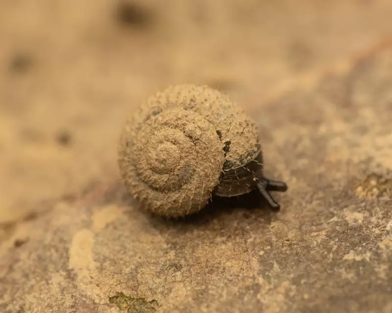 London's Hunt for the Endangered German Hairy Snail