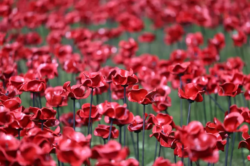London's Poppy Displays: Where to Pay Your Respects This Remembrance Sunday