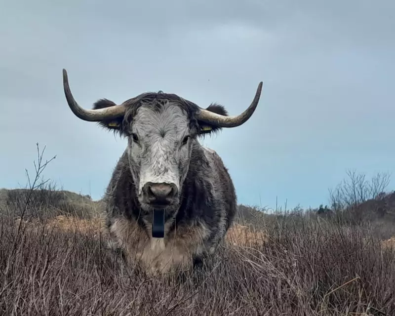 Merseyside's Sand Dunes Host Conservation Longhorns for Winter Grazing