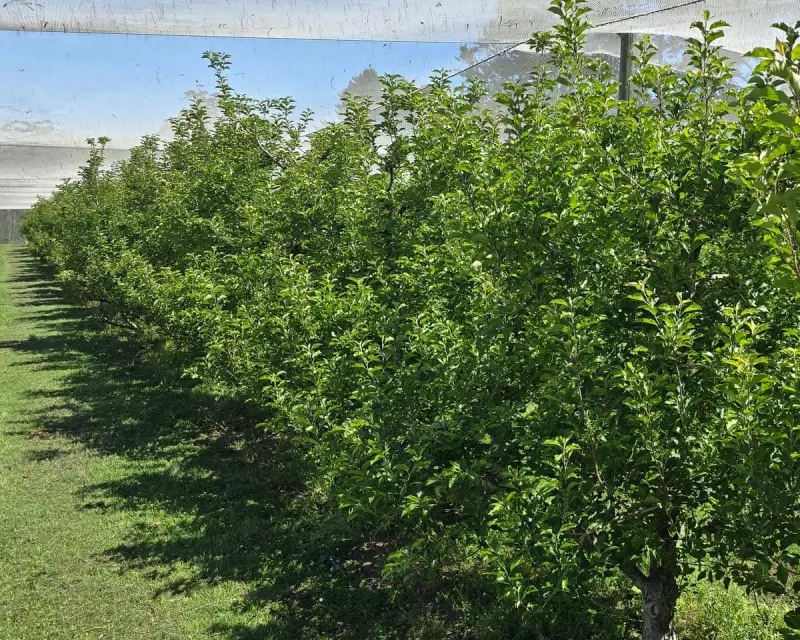 Mystery Apple Shortage Hits Blue Mountains Orchard, Threatens Tourism