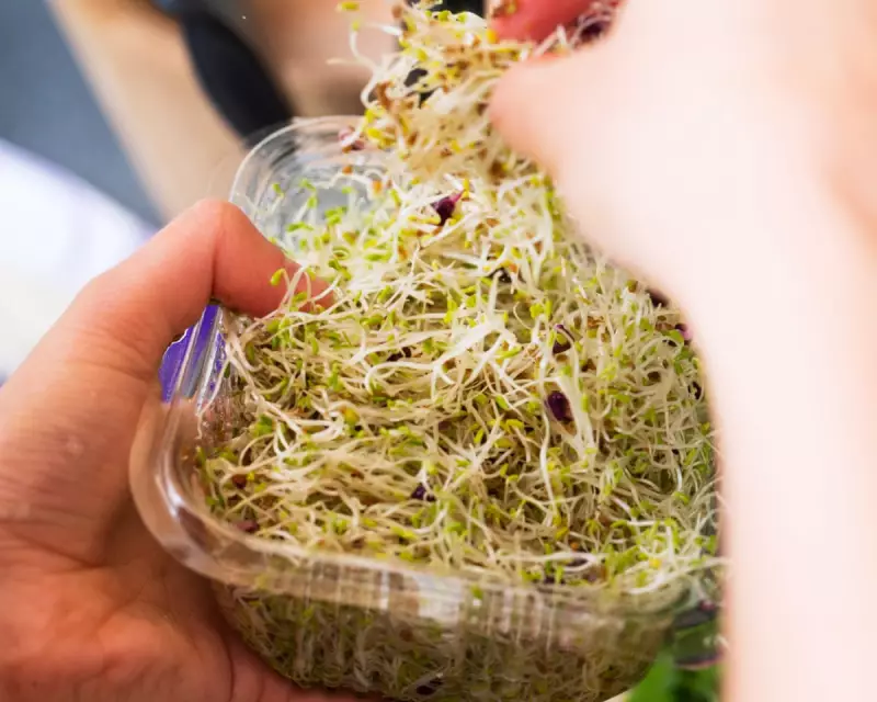 Nationwide Alfalfa Sprouts Recall After 44 Salmonella Cases