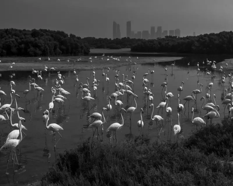 Nature inFocus 2025 Winners Revealed: Stunning Wildlife Photography