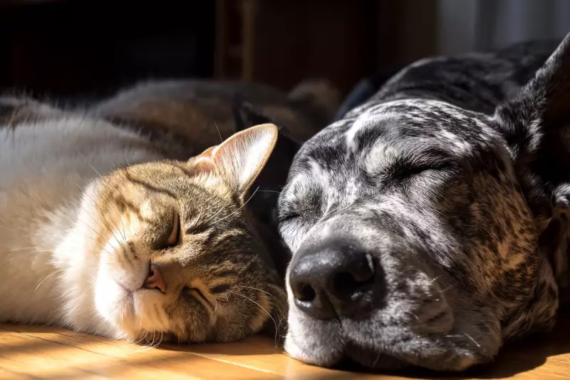 Never Run Out of Pet Food Again: The Subscription Service Revolutionising Pet Care