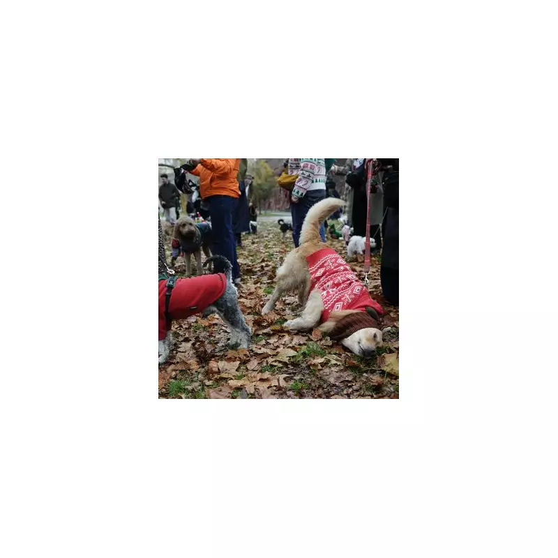 Over 100 Festive Dogs in Christmas Jumpers Parade at Buckingham Palace