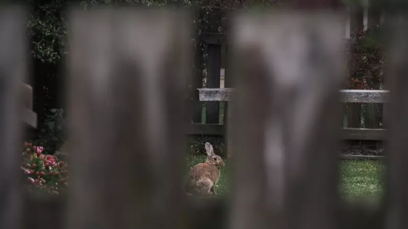 Phillip Island Rabbit Plague Reaches Crisis Levels