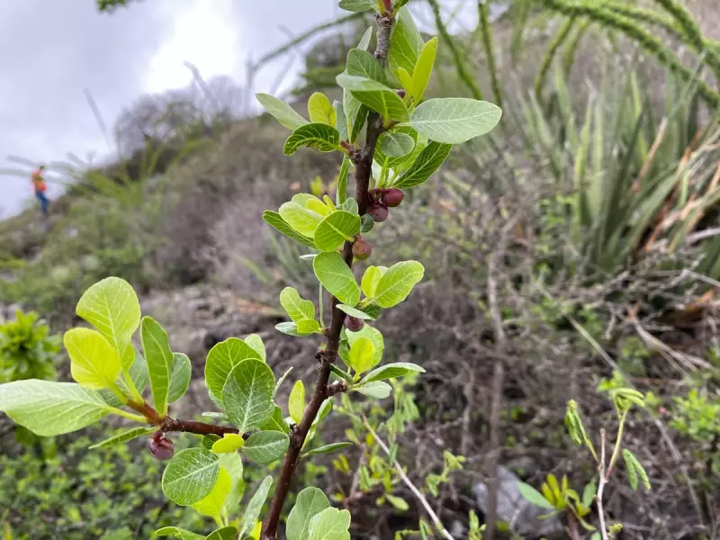 Plant's Toxic Squirts Meet Beetle's Defence in 1.5m Arms Race