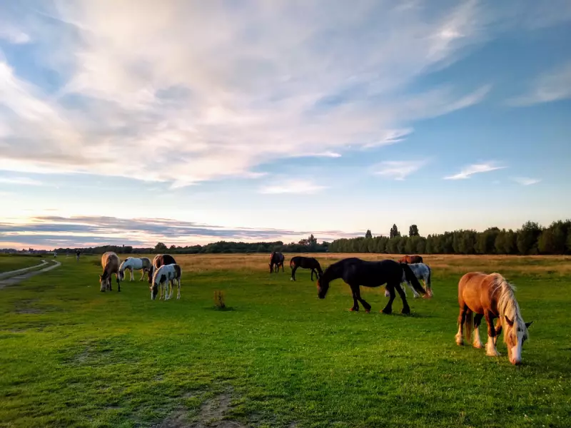 Port Meadow: A Top Winter Day Trip from London in Just One Hour