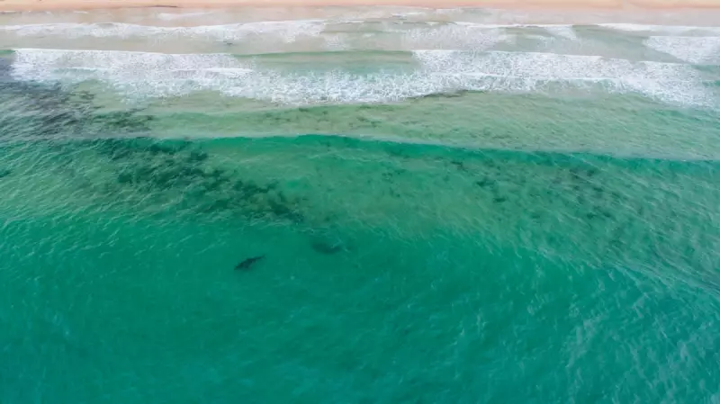 Queensland to Make Shark-Spotting Drones Permanent After Trial Success
