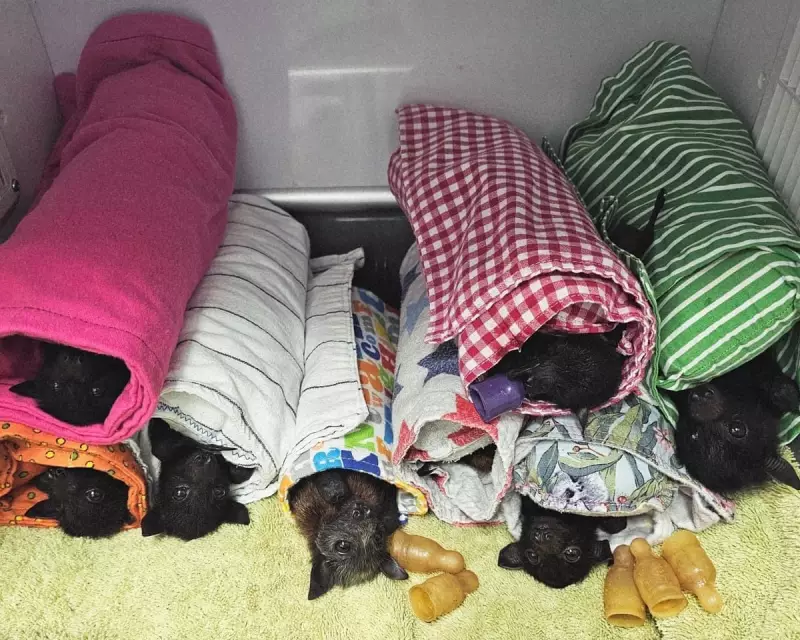 Queensland's Flying Foxes Brutalised by Giant Hailstorm: A Climate Warning?