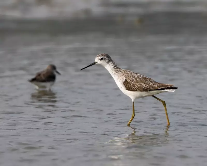 Rare Marsh Sandpiper Spotted in Scotland: A Young Birder's Thrilling Discovery
