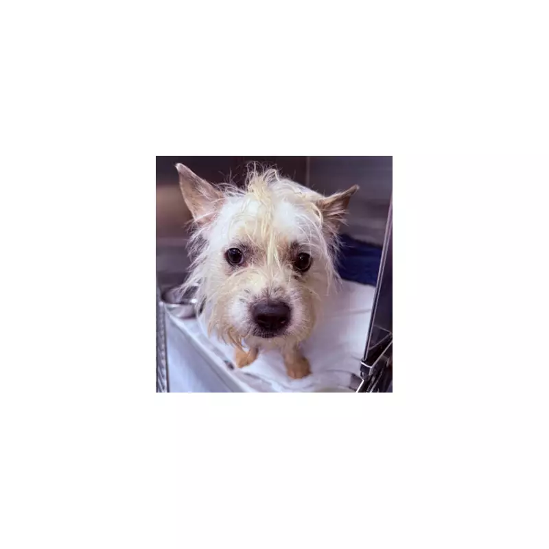 RSPCA Issues Urgent Winter Plea as Animal Abandonments Soar by 23%