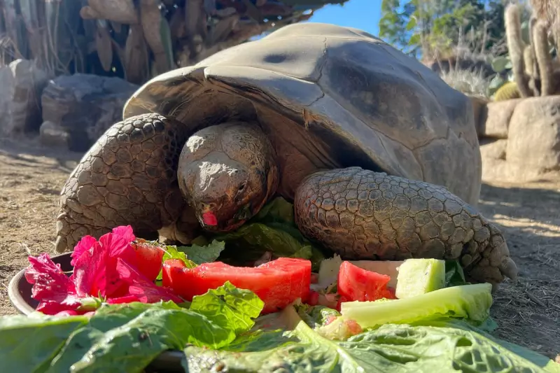San Diego Zoo's 141-Year-Old 'Queen' Tortoise Gramma Dies