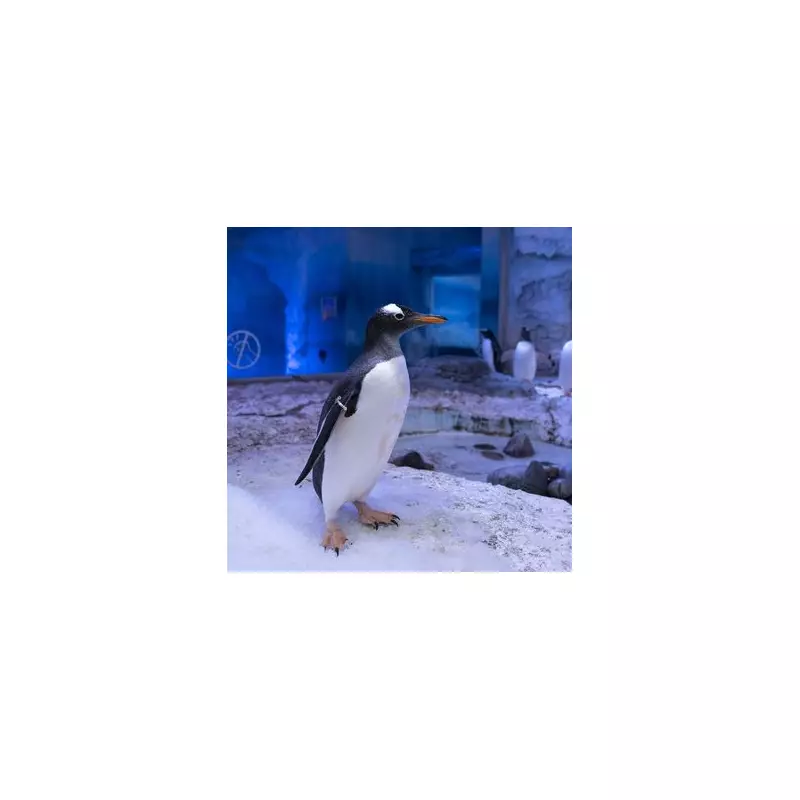 Sea Life London Aquarium Pledges Dialogue on Penguin Captivity