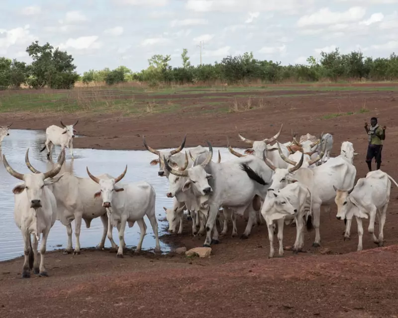 Senegal's Grassland Crisis: How 'Mob Grazing' Offers Hope