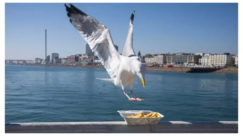 Shout at Seagulls to Protect Your Food, Study Finds