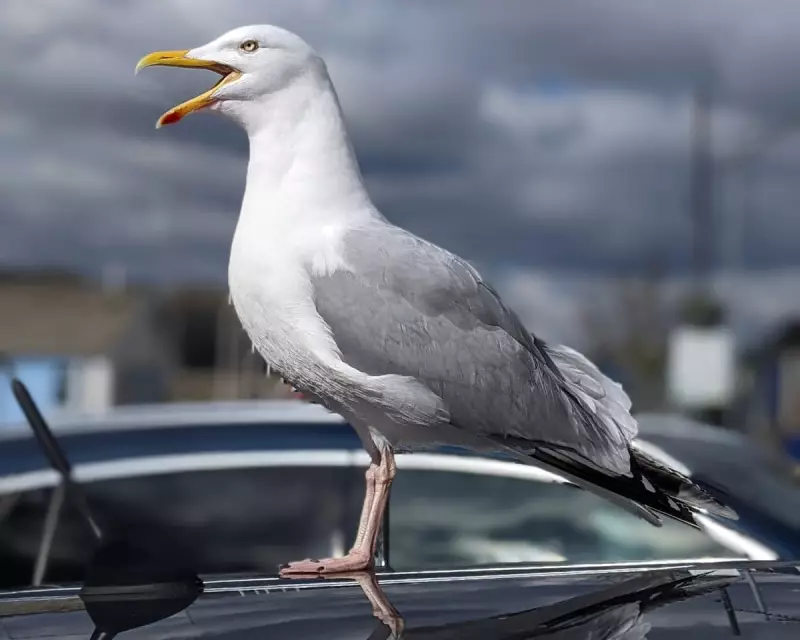 Shouting Works Best to Deter Seagulls, University of Exeter Study Finds