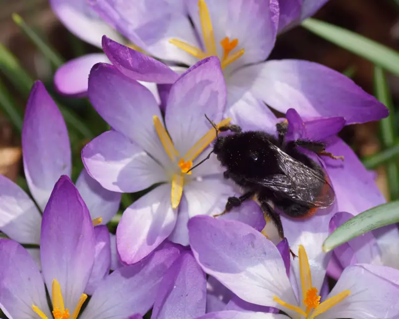 Solar Farms Become Unlikely Havens for UK's Declining Red-Tailed Bumblebees