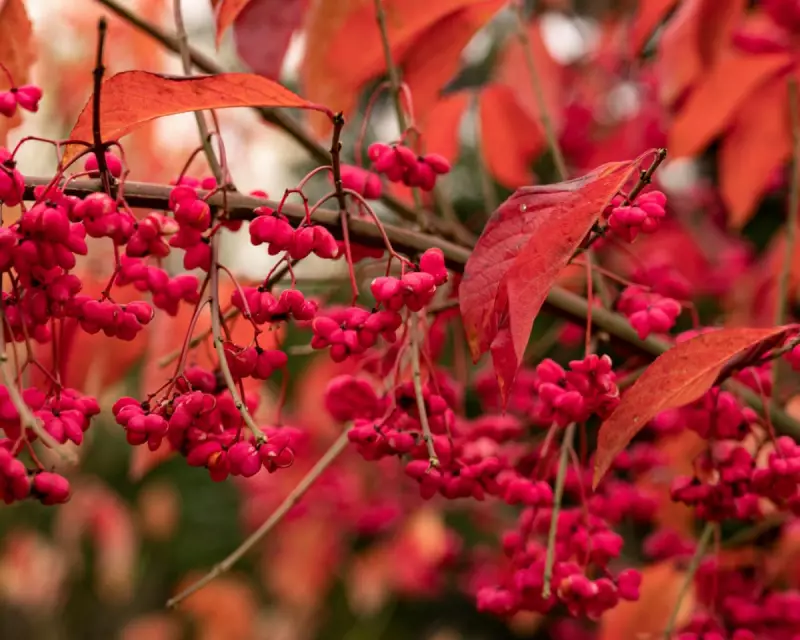 Spindle's Fiery Display: Hertfordshire's Historic Autumn Spectacle