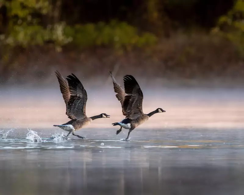 St Martin's Day Geese: Can This Ancient Weather Lore Really Predict a White Christmas?