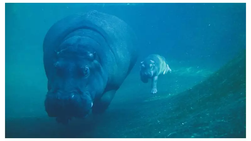 Stunning Weekly Images: Poppies, Hippos & Royal Volleyball