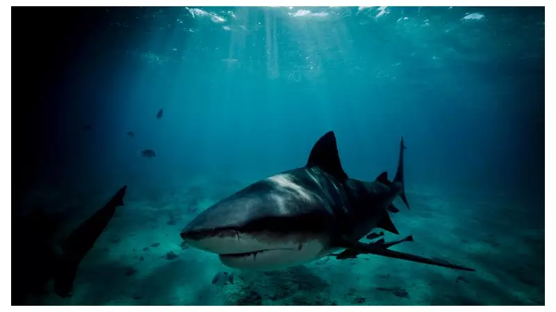 Swiss tourist killed in Australia shark attack, partner critical