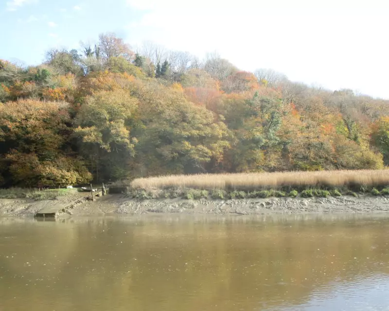 Tamar Valley's Autumn Splendour: Nature's Golden Display Before Winter