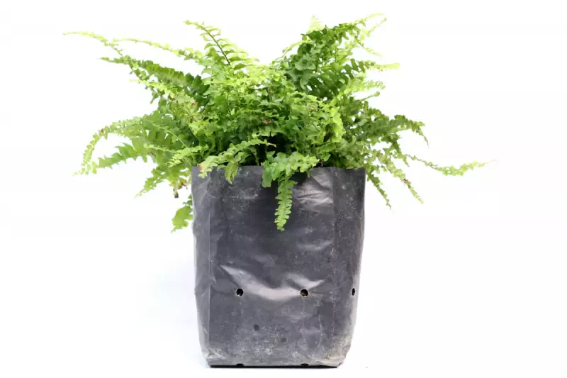 The Plastic Bag Plant Rescue: Can This Simple Hack Revive Your Dying Fern?
