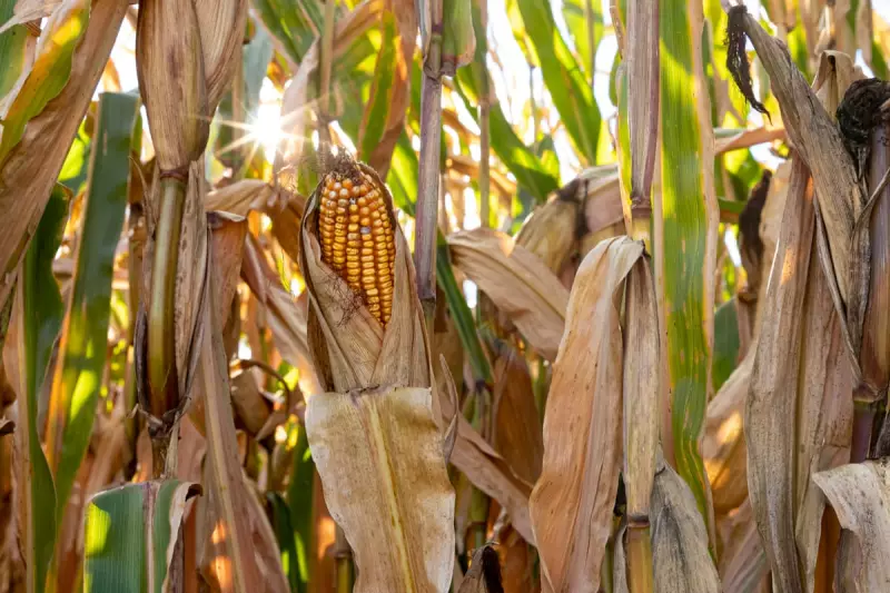 Trump EPA Set to Approve Fifth 'Forever Chemical' Pesticide