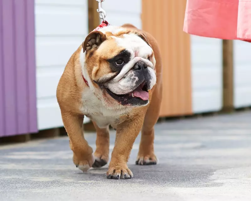 UK Launches Voluntary Health Check for Flat-Faced Dog Breeds