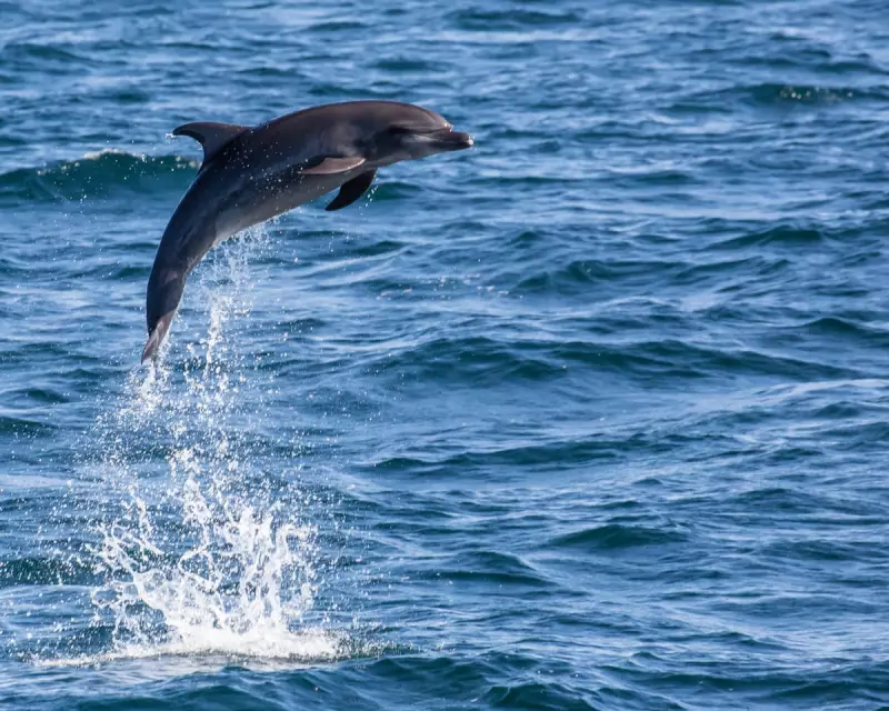 Venice's Lone Dolphin Mimmo Sparks Rescue Campaign Amid Tourist Frenzy