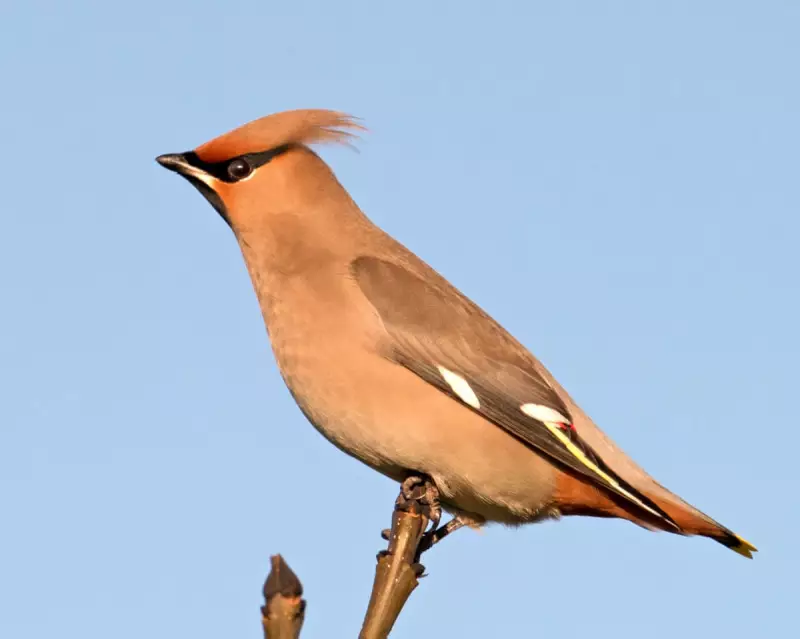 Waxwing Invasion: UK Braces for Rare Bird Spectacle This Autumn