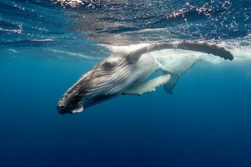 Young humpback whale euthanised after Oregon coast rescue fails