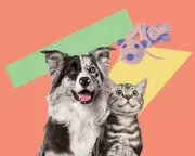 15 Vet-Approved Tips for Happy, Healthy UK Pets