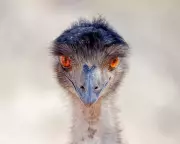 2025 BirdLife Australia Photography Awards Winners Revealed