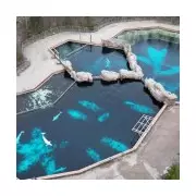 30 Beluga Whales Face Euthanasia After Canadian Park Closure