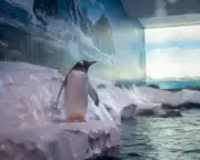 75 MPs Demand Release of 15 Penguins 'Trapped' in London Aquarium