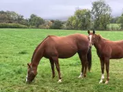 A Mile From Home: How Moving a Short Distance Revealed Nature's Hidden Wonders