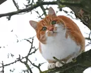 Animal Emergencies Surge: Fire Services Become Unexpected Wildlife Rescuers Across England