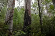 Australia Passes Landmark Environmental Reforms to Protect Forests