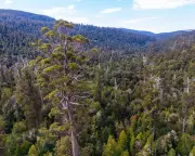 Australia's Forest Accounting 'Sleight of Hand' Exposed in New Study