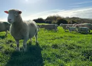 Autumn Lambs in Dorset: A 400-Year-Old Genetic Marvel