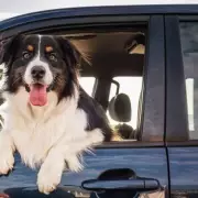 Battersea's £5000 Warning: Driving With Pets Risks Fines