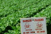 California Farms Sprayed 15 Million Pounds of PFAS on Crops