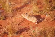 Can Australia's Marsupials Outsmart Feral Cats? Wild Deserts Success