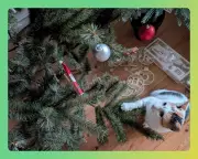 Cat vs Christmas Tree: The Ultimate Feline Test in October