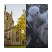 Cathedral Falcon Chicks Found Poisoned in Shocking Wildlife Crime