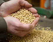 China Lifts US Soybean Tariffs in Major Trade Thaw | Business Analysis
